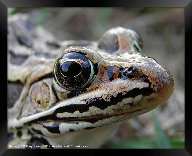 Frog Eyed Framed Print by Gary Barratt