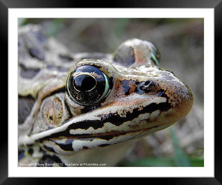 Frog Eyed Framed Mounted Print by Gary Barratt