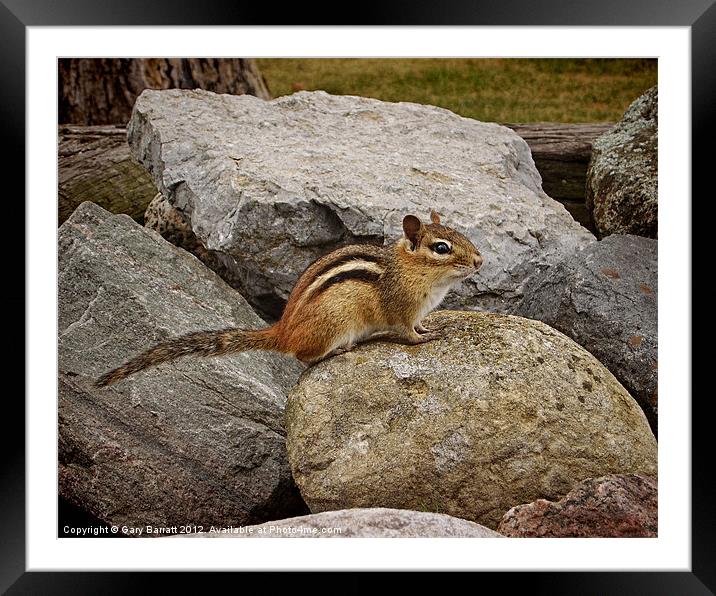 Chip On The Old Rock Framed Mounted Print by Gary Barratt