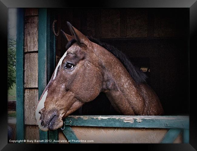 A Horse Of Course - Retro Framed Print by Gary Barratt