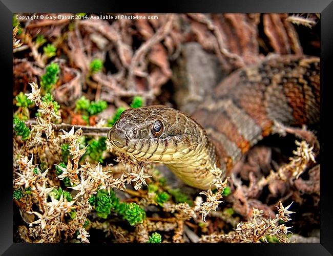  A Snake In The Moss Framed Print by Gary Barratt