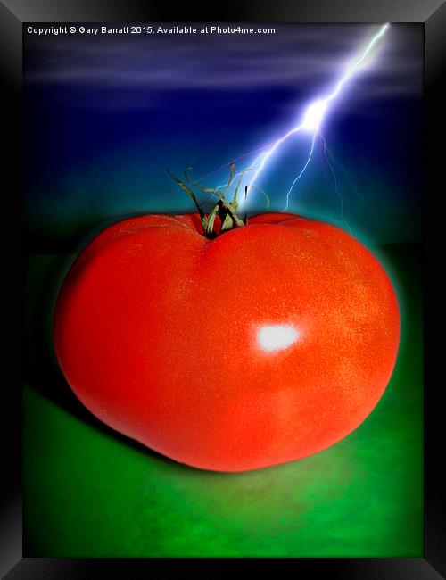  Big Red Tomato. Framed Print by Gary Barratt