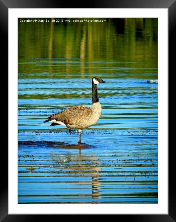  Ballet On Goose Lake Framed Mounted Print by Gary Barratt