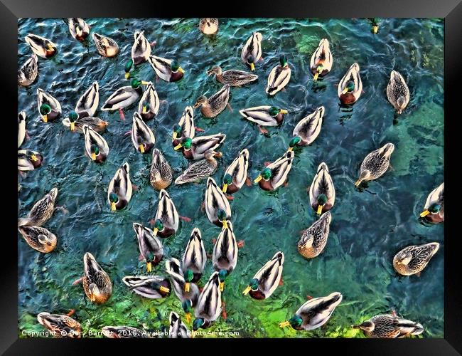 Duck Swarm Framed Print by Gary Barratt