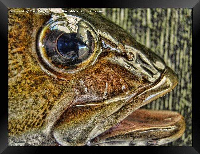 Big Fish Eye Framed Print by Gary Barratt