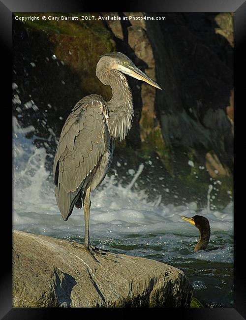 Heron & Cormorant Framed Print by Gary Barratt