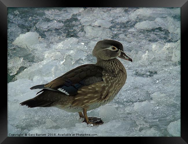 Cold Duck. Framed Print by Gary Barratt
