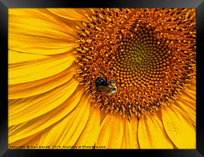 Yellow Framed Print by Gary Barratt