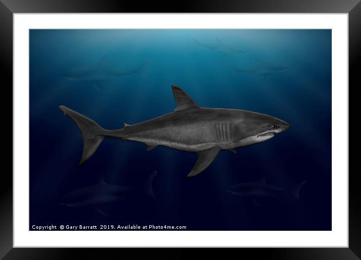 Great White Shark Cruising Framed Mounted Print by Gary Barratt
