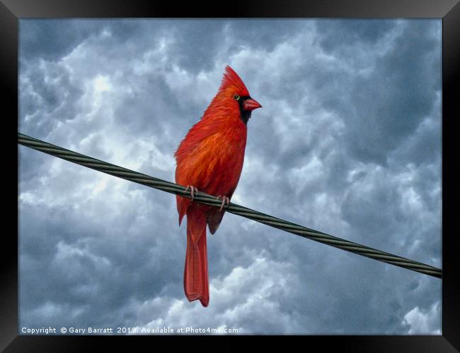 A Bird On A Wire. Framed Print by Gary Barratt