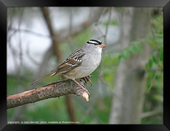 White-Crowned Sparrow. Framed Print by Gary Barratt