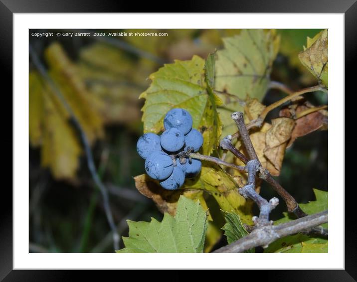 Wild Grapes. Framed Mounted Print by Gary Barratt