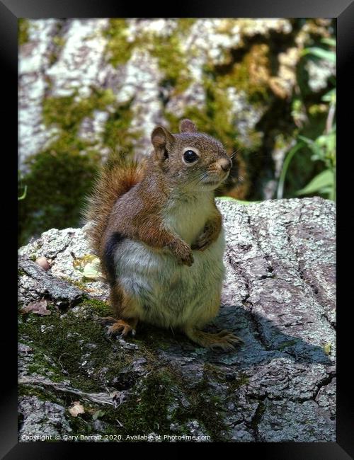 Little Red Squirrel Framed Print by Gary Barratt