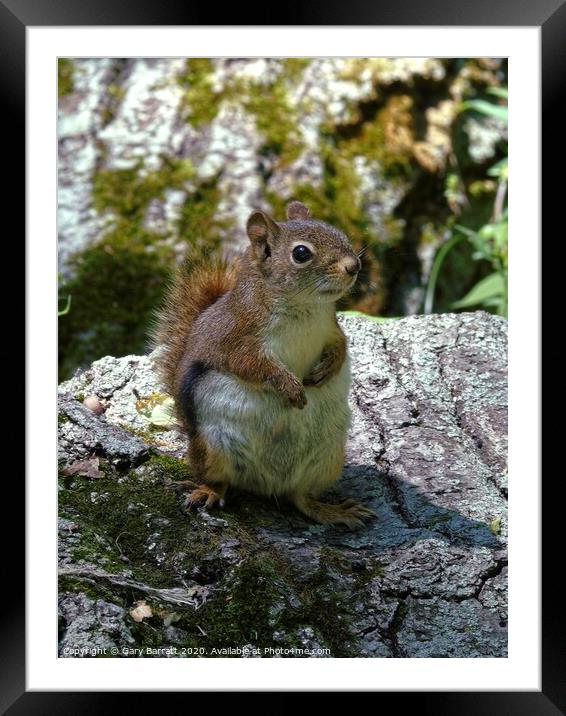 Little Red Squirrel Framed Mounted Print by Gary Barratt