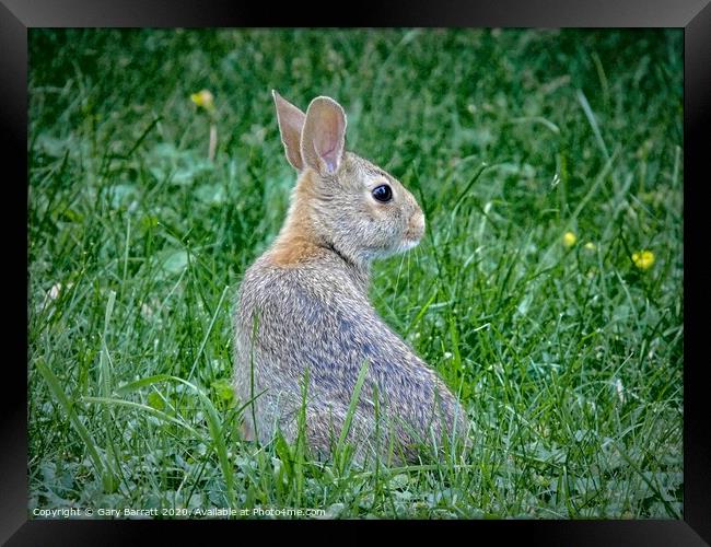 Young Wild Rabbit Framed Print by Gary Barratt