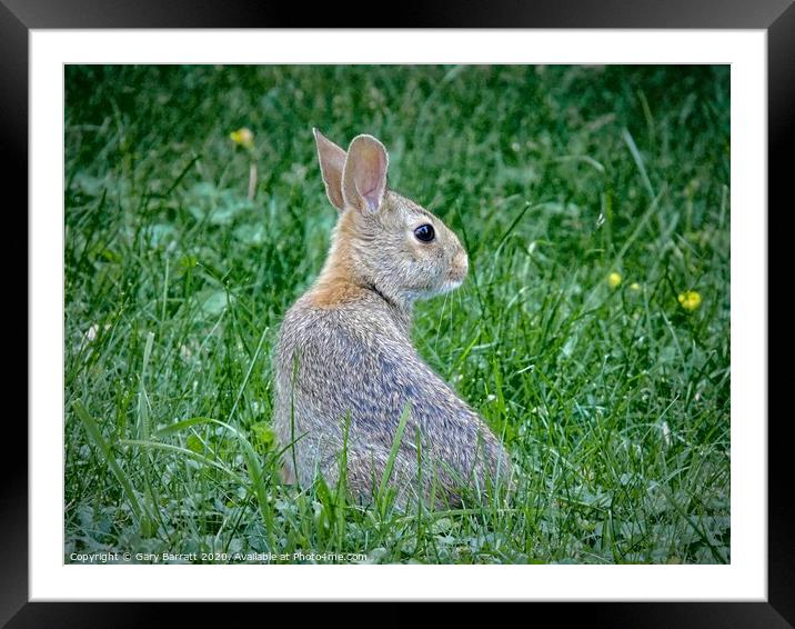 Young Wild Rabbit Framed Mounted Print by Gary Barratt