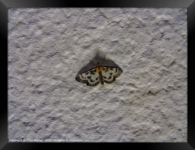 Moth On Stucco At Night Framed Print by Gary Barratt