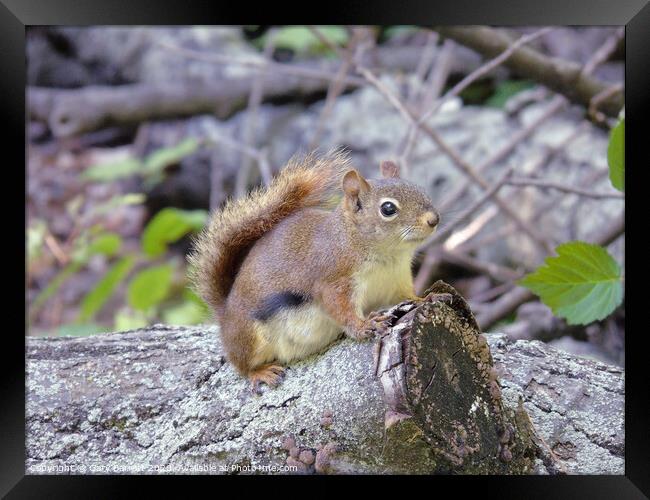 A Little Red Squirrel Framed Print by Gary Barratt