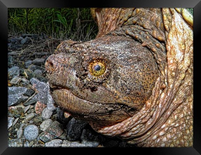 North American Snapping Turtle Framed Print by Gary Barratt