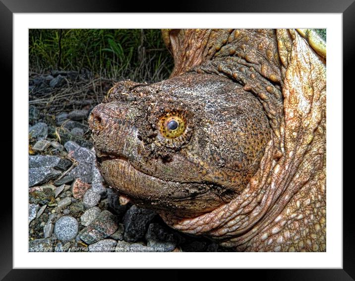 North American Snapping Turtle Framed Mounted Print by Gary Barratt