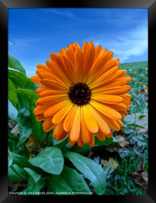 Orange Wildflower Framed Print by Gary Barratt