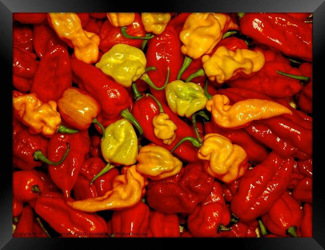 Hot Pepper Mix Framed Print by Gary Barratt