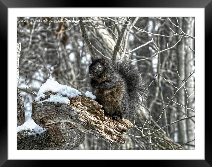 A Squirrel In Thought. Framed Mounted Print by Gary Barratt