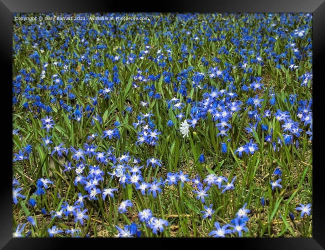 Forest Floor Blues. Framed Print by Gary Barratt