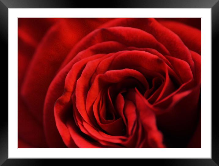 Red Rose Framed Mounted Print by Adam Payne