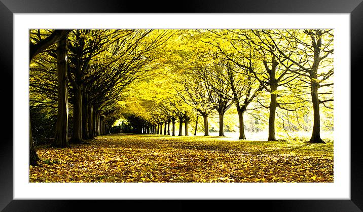 Autumnal Corridor Framed Mounted Print by Adam Payne
