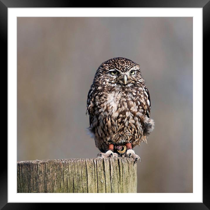 The Burrowing Owl Framed Mounted Print by Adam Payne