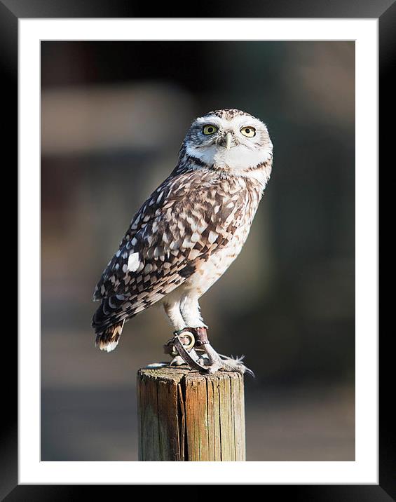 The Little Owl Framed Mounted Print by Adam Payne