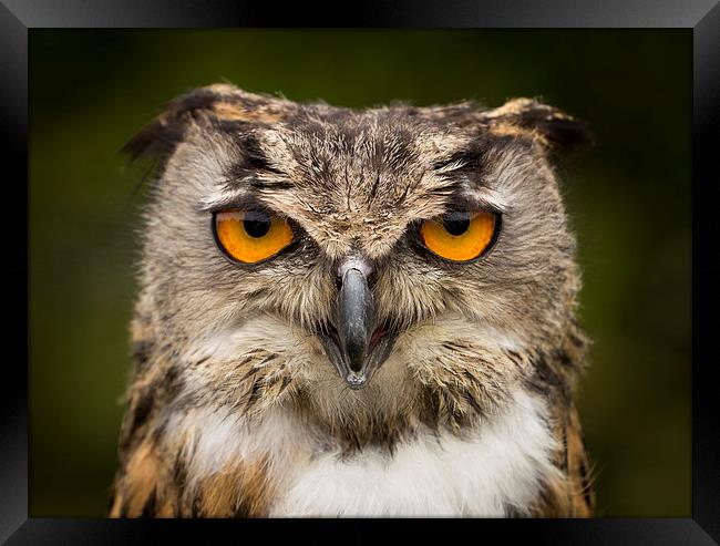  Eagle Owl Stare Framed Print by Adam Payne
