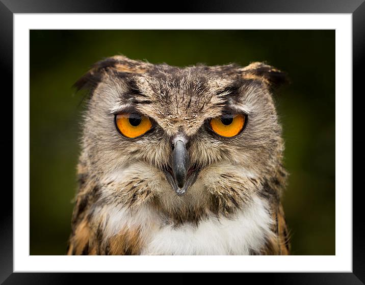  Eagle Owl Stare Framed Mounted Print by Adam Payne