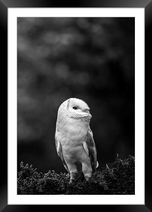  Barn Owl Looking Framed Mounted Print by Adam Payne