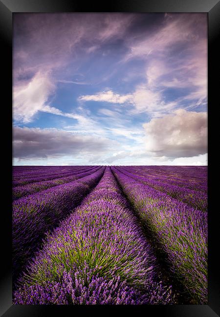 Hitchin Lavender Fields Framed Print by Adam Payne