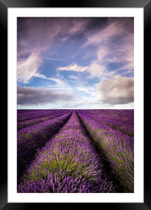 Hitchin Lavender Fields Framed Mounted Print by Adam Payne