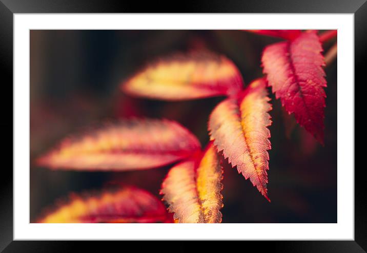 Autumn Abstract Framed Mounted Print by Adam Payne