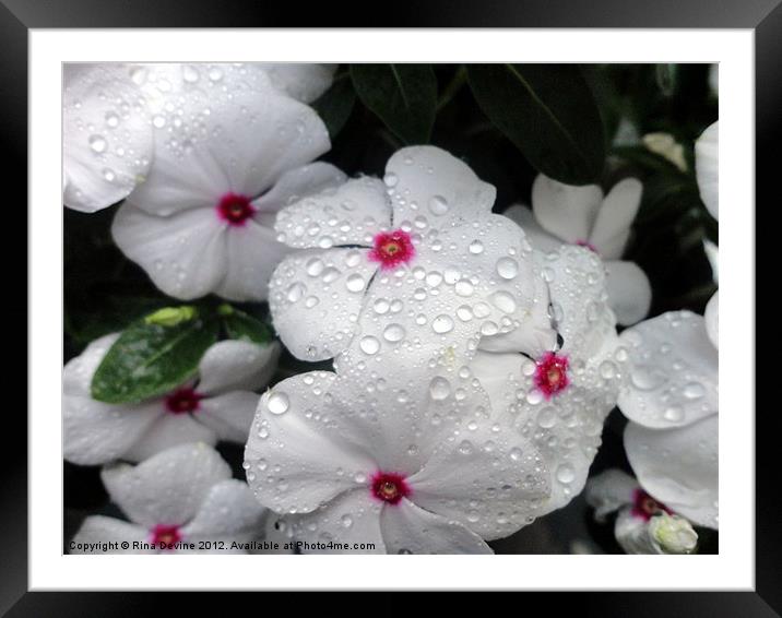 Pretty little white rain drop covered Vinca Framed Mounted Print by Fine art by Rina