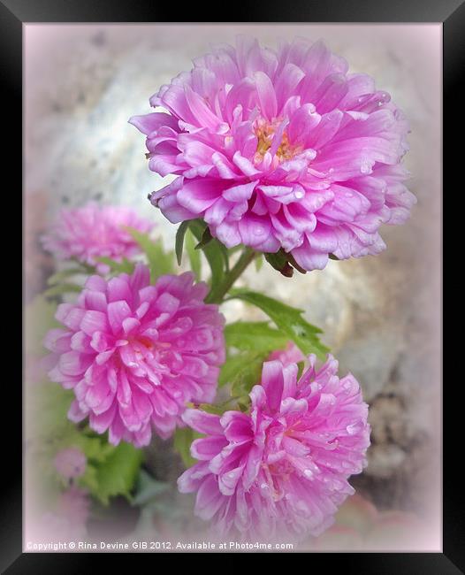 Pink Asters 1 Framed Print by Fine art by Rina