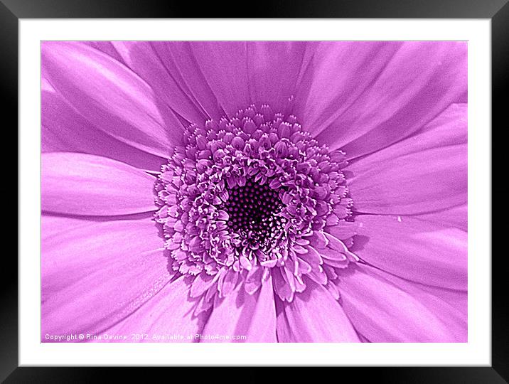 Lilac Gerbera Framed Mounted Print by Fine art by Rina