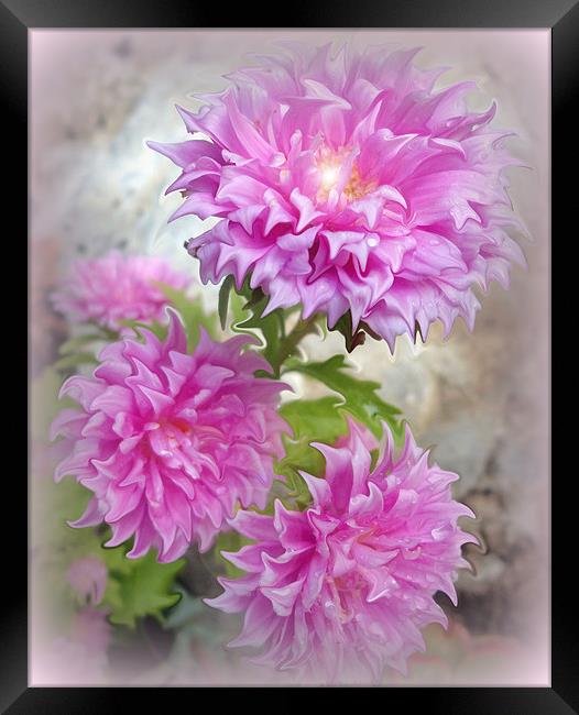Pink Asters 2 Framed Print by Fine art by Rina