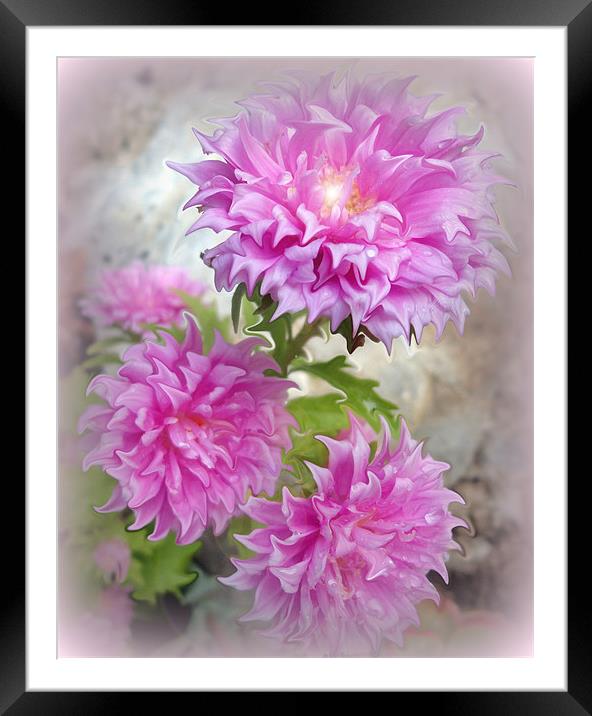 Pink Asters 2 Framed Mounted Print by Fine art by Rina