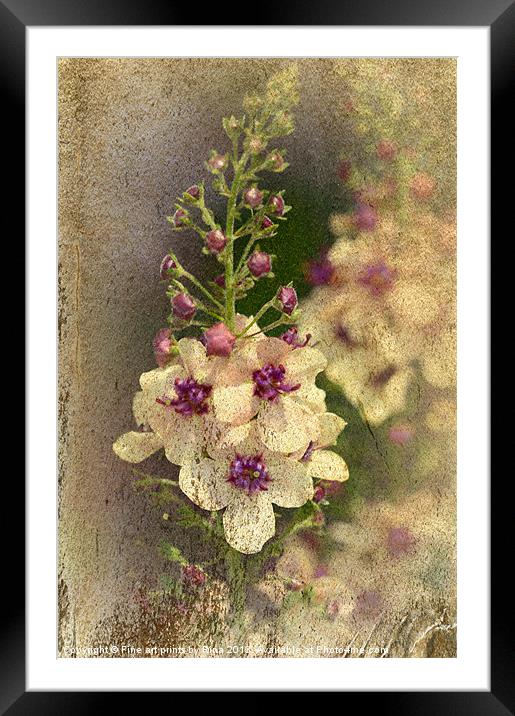 Florals Framed Mounted Print by Fine art by Rina