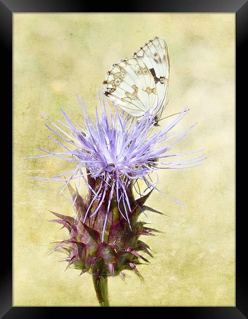 Touch of Elegance Framed Print by Fine art by Rina