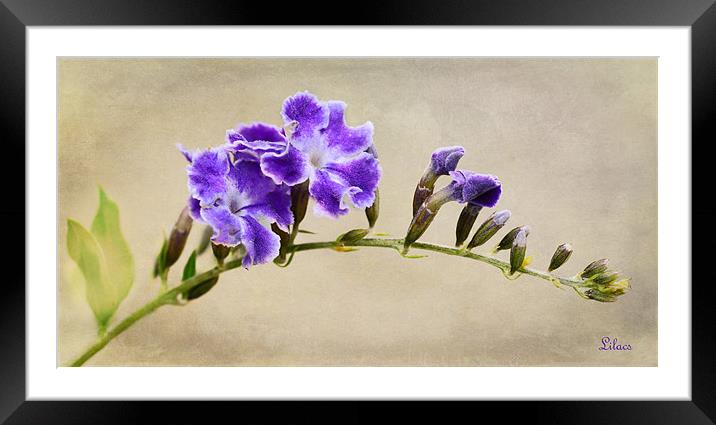 Lilacs Framed Mounted Print by Fine art by Rina