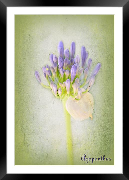 Agapanthus Framed Mounted Print by Fine art by Rina