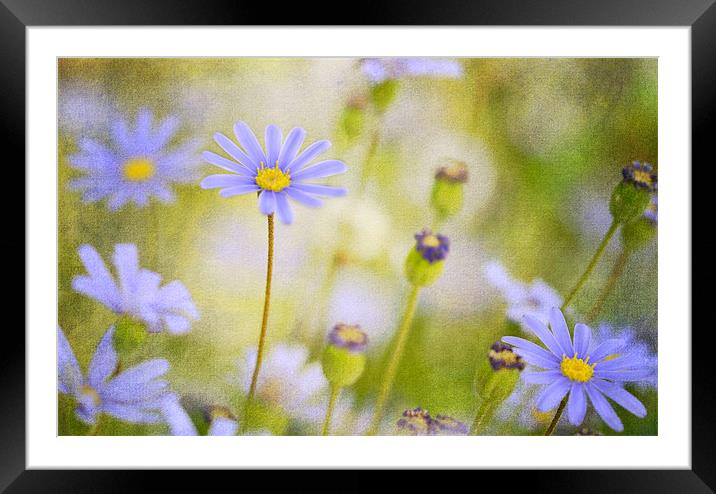 Swan River Daisy 2 Framed Mounted Print by Fine art by Rina