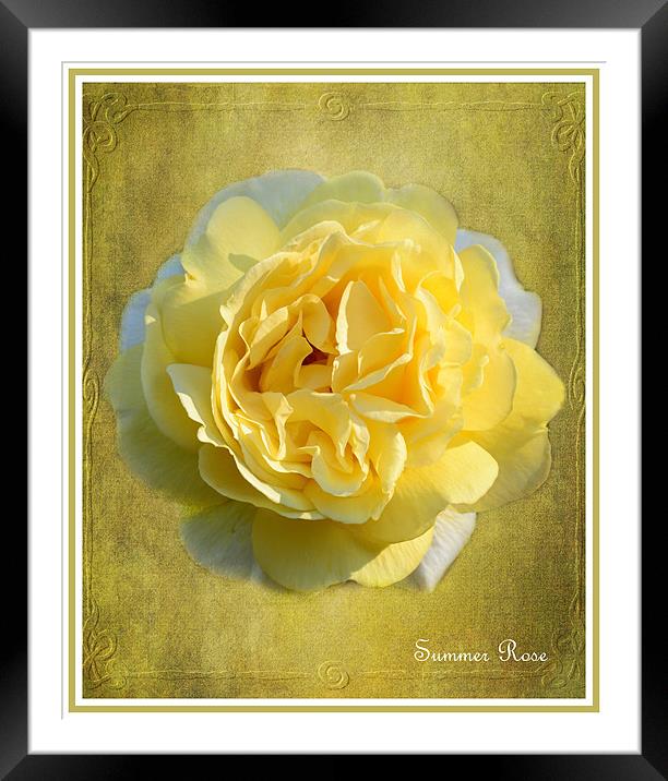 Summer Rose Framed Mounted Print by Fine art by Rina