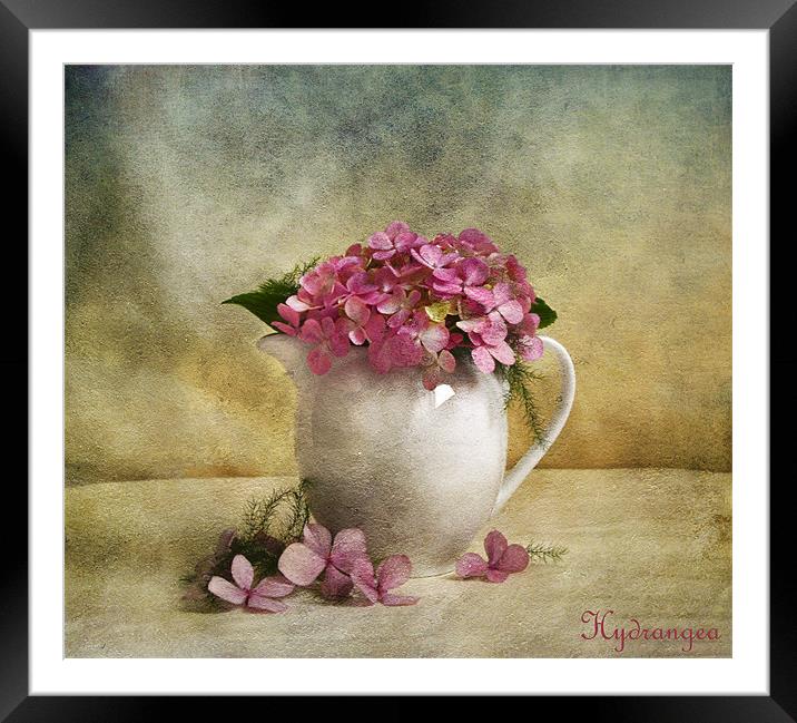 Hydrangea Framed Mounted Print by Fine art by Rina